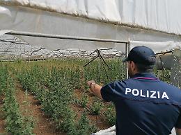 Coltivavano 1.800 piante di marijuana: due persone denunciate
