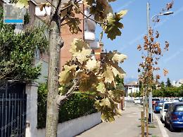 Querce secche in via Botticelli, Lbc: "Problema noto, ditta informata"