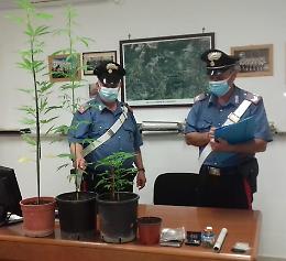 Detenzione e coltivazione di marijuana a fini di spaccio: arrestato