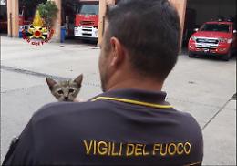 Gattina incastrata nel motore di una Smart, salvata e adottata