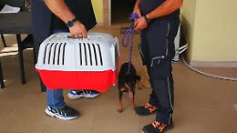 Contromano  sulla Pontina,  gli agenti salvano anche i suoi cuccioli