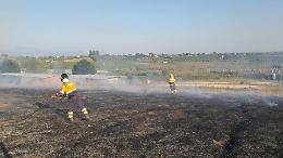 Canile municipale accerchiato dalle fiamme, salvati 70 cani