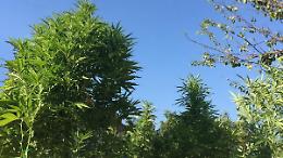 Una piantagione di marijuana scoperta grazie agli elicotteri
