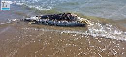 Carcassa di balenottera rinvenuta in spiaggia, esami sui resti dell'animale