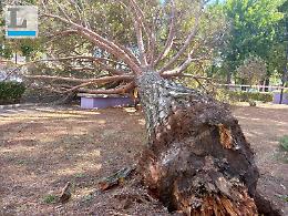 Il pino cede e finisce sopra ad una panchina, paura nel parco