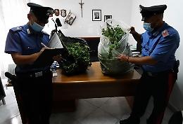 Coltivavano 13 piante di marijuana in casa: due arresti