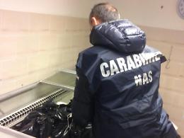 Controlli del Nas negli esercizi pubblici: attività sanzionate