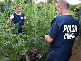 Coltivazione di marijuana nascosta tra i campi di mais: arrestato un 23enne