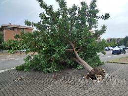 Nubifragio e allagamenti in città, crolla un albero in via Nerone