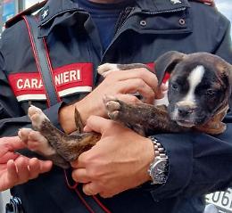 Cagnolino impaurito al margine della strada, salvato dai carabinieri