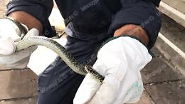 Latina,  serpente recuperato dai carabinieri in un asilo in via Aniene