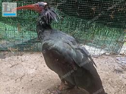 Latina, esemplare di Ibis eremita salvato dalla Forestale: era stato impallinato