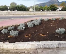 Alberelli piantati di notte e subito trafugati