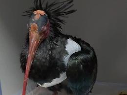 Operato l'Ibis ferito da una pallottola. Non si sa se potrà tornare a volare