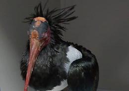 Operato l'Ibis ferito,  le sue condizioni migliorano