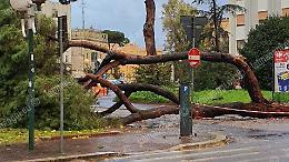 Vento forte, precipita un pino in pieno centro