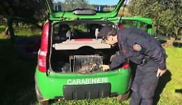 I carabinieri ritrovano e salvano una poiana ferita