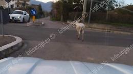 Avvistamento raro. Un daino albino  saltella lungo le strade
