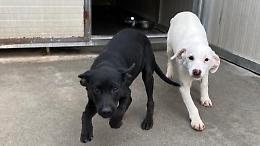 Abbandona i cani, identificato