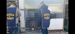Allevamento abusivo di cani pregiati, tre arresti tra cui un funzionario Asl