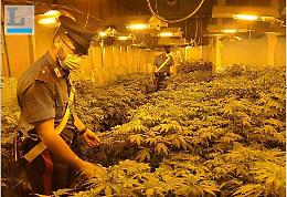 Maxi piantagione di marijuana, arrivano due anni di reclusione