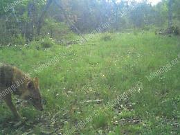 Parco del Circeo, le fototrappole immortalano un esemplare di sciacallo dorato