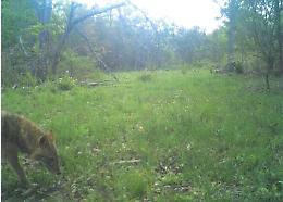 Un raro esemplare di "Sciacallo Dorato" avvistato nel Parco