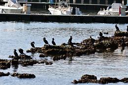 Golfo in evoluzione: accanto ai gabbiani  adesso arrivano  anche i cormorani