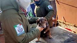 Cane cade dal balcone al terzo piano, il soccorso delle Guardie zoofile