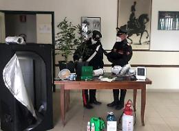 Coltivava marijuana in una mini serra: arrestato un ventenne