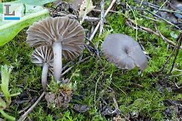 Arrhenia monsducalis, un nuovo fungo scoperto a Monte Ducale