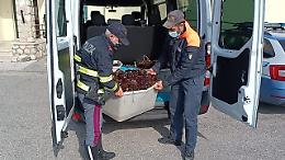 Pesca illegale di ricci, sequestrati circa 3500 esemplari al porto di Formia