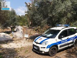 Conifere abbattute per un muretto, sequestro della polizia locale