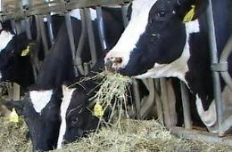 Sversamento illeciti a Chiesuola:  allevatore denunciato