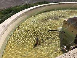 Il degrado dei Giardinetti: le foto della vergogna al parco Falcone e Borsellino