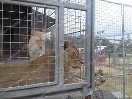 L'input del Consiglio di Aprilia: «Serve una legge per un circo senza animali»