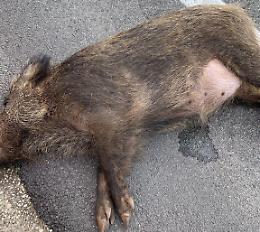 Non evita il cinghiale, incidente sulla Variante e disagi