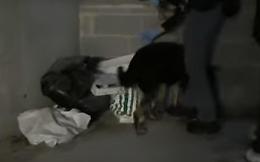 Traffico internazionale di droga, 31 persone arrestate dalla polizia