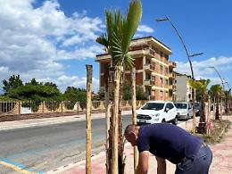 Al via la piantumazione di 100 palme Washingtonia sul lungomare