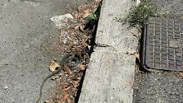 Una biscia si aggira per via Ecetra, nel centro di Latina