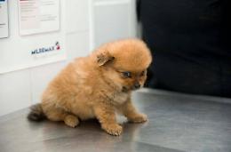 Lo strano business dei ladri di cagnolini a Minturno