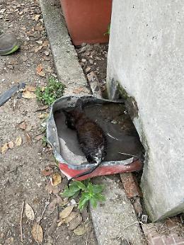 Gattino chiuso in una busta e appeso a un ramo, i carabinieri lo salvano