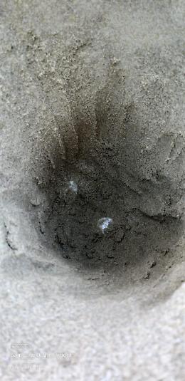 La Caretta Caretta torna a nidificare sulle nostre spiagge
