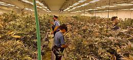 Quasi 4mila piante di marijuana nei capannoni: undici persone arrestate