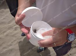 Organi animali in mare,   l'ipotesi vermi per la pesca