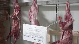 Bracconaggio, trovate tre carcasse di cinghiale. Una denuncia