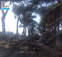 Tromba d'aria, Appia chiusa per 8 chilometri per rimuovere i pini
