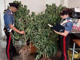 Coltivava piante di marijuana in giardino: arrestato un 52enne