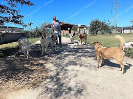 Quattromila firme  in due  settimane  per salvare  i 34 cani di Marina