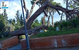 Tromba d'aria, nessuno rimuove il pino abbattuto dal vento